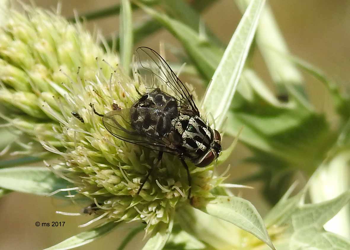 Muscidae: Graphomya maculata